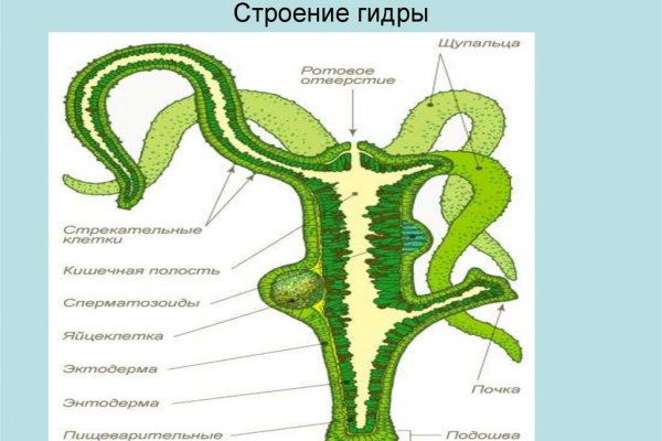 Правильная ссылка на kraken онион