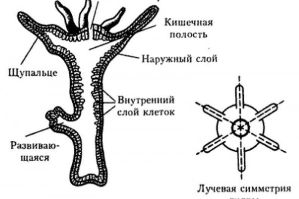 Кракен счет